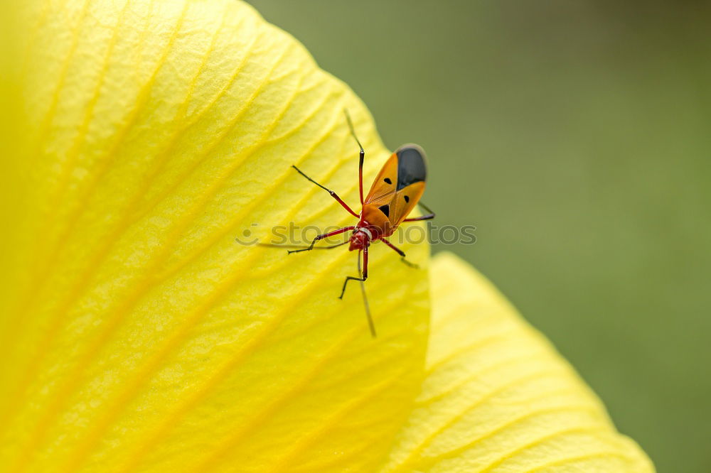 Similar – Image, Stock Photo Climbing Maxe Plant Insect