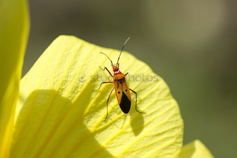 Similar – Image, Stock Photo Curculio Nature Plant