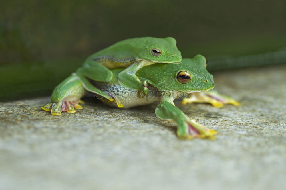 Similar – Image, Stock Photo frog Tree frog Green Frog