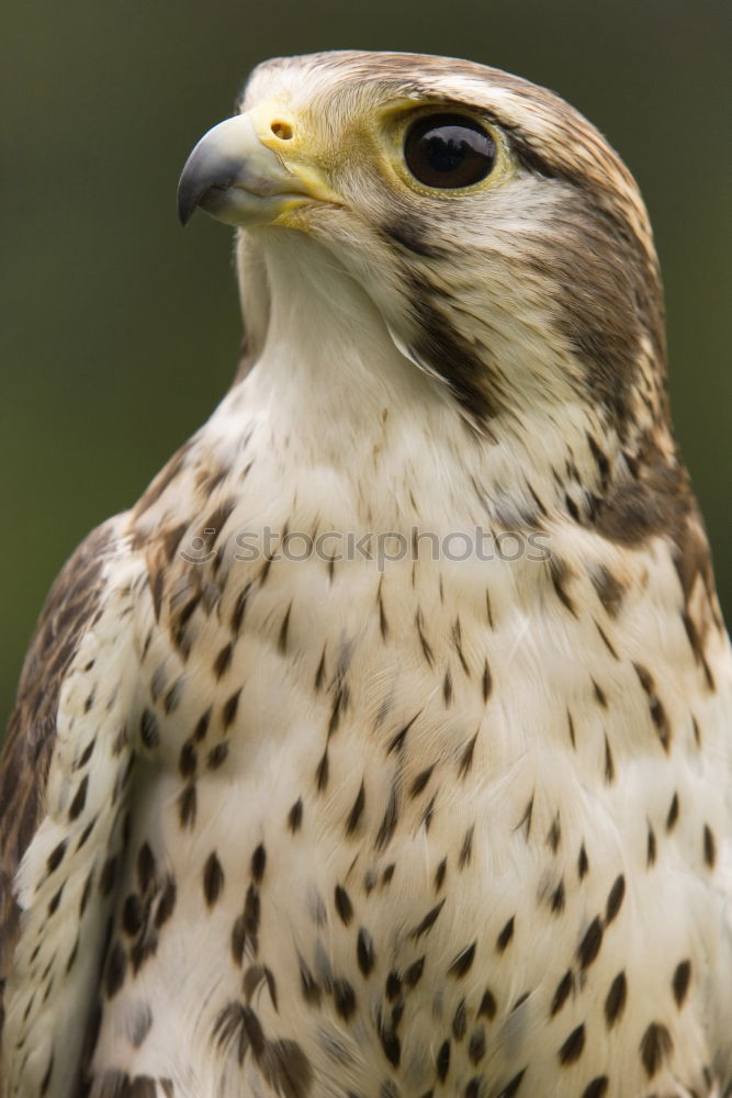 Similar – Northern Goshawk