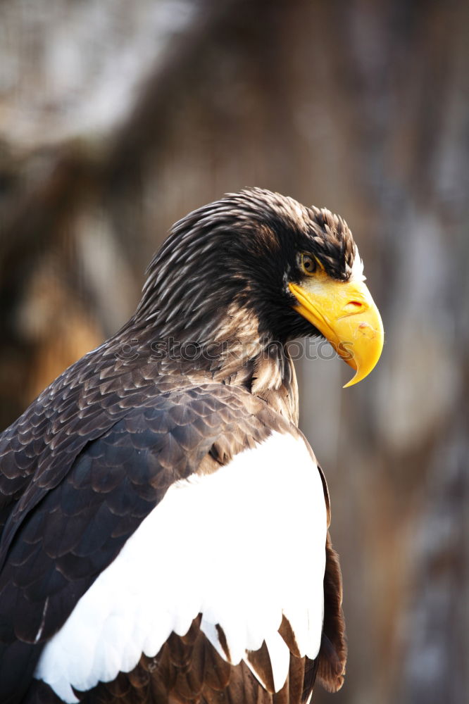 Similar – Portrait of a bald eagle (haliaeetus leucocephalus)