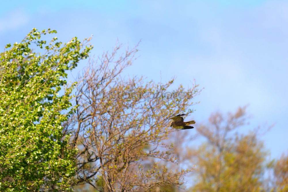 Similar – Magpie in fast flight