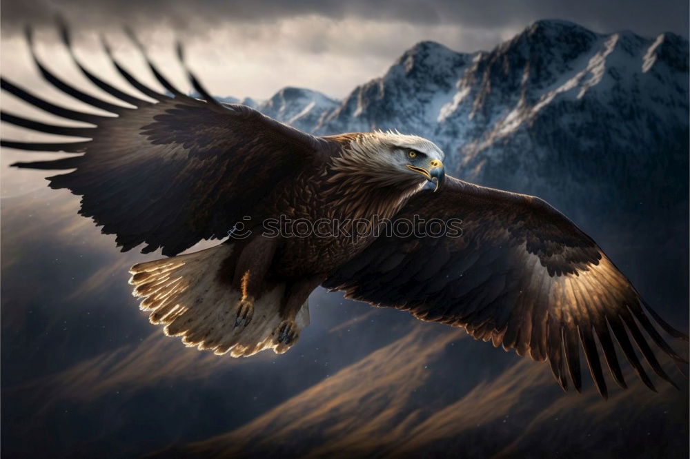 Similar – Image, Stock Photo eagle Eagle Bird