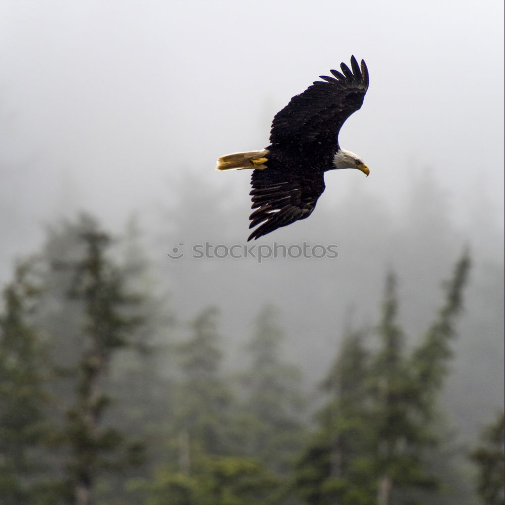 Similar – Image, Stock Photo white-tailed eagle Animal