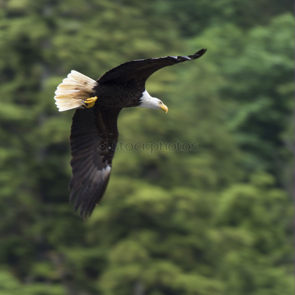 Similar – Image, Stock Photo white-tailed eagle Animal