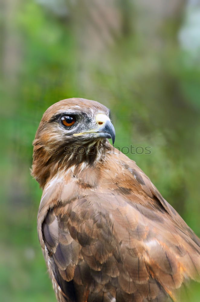 Similar – Image, Stock Photo Common Buzzard Biology