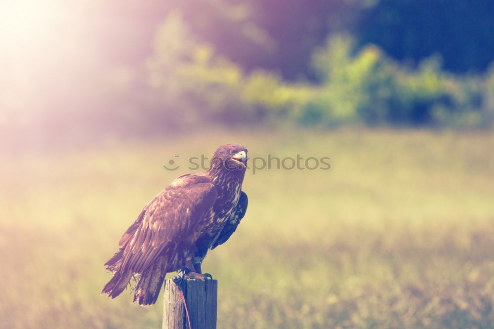 Similar – Image, Stock Photo Feeding II Hand Fingers 1