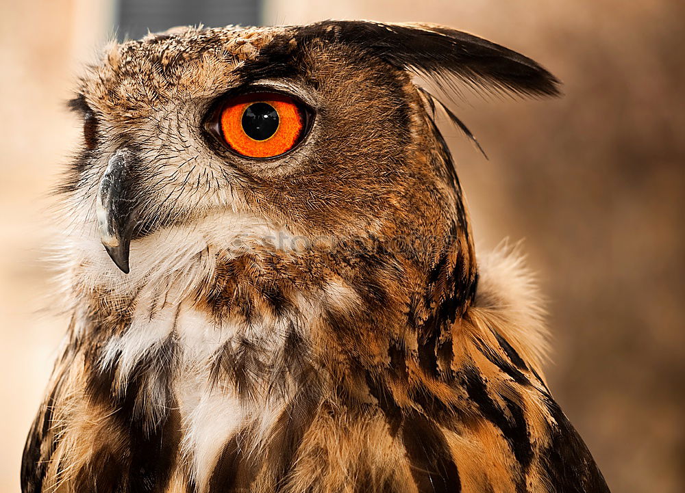 Similar – Eye and beak of vulture