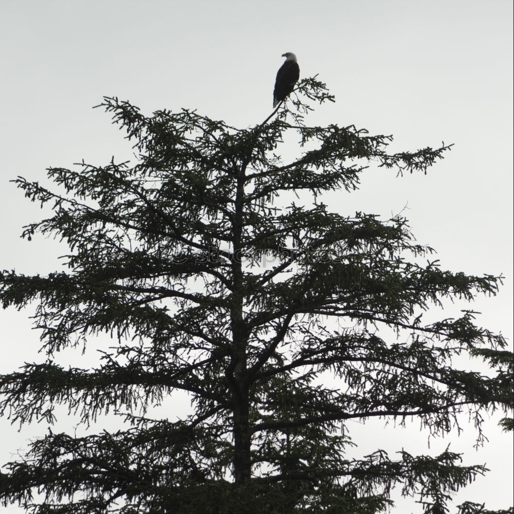 Similar – Bussardfrühling II Natur