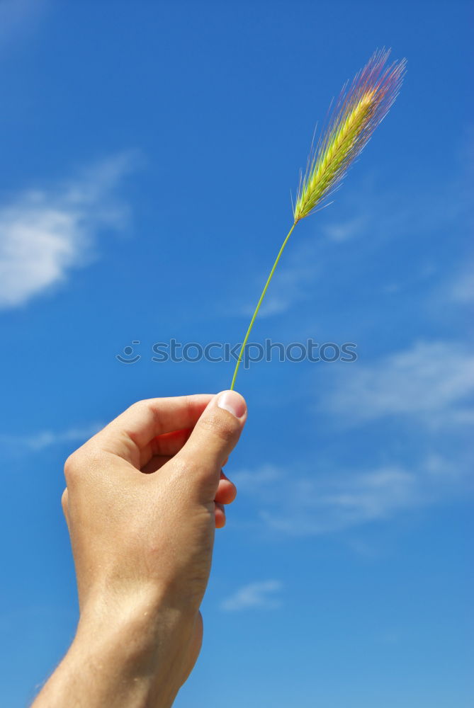 Foto Bild Pusteblume Mann Kerl