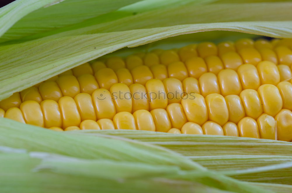 Similar – Image, Stock Photo Analog maize Food