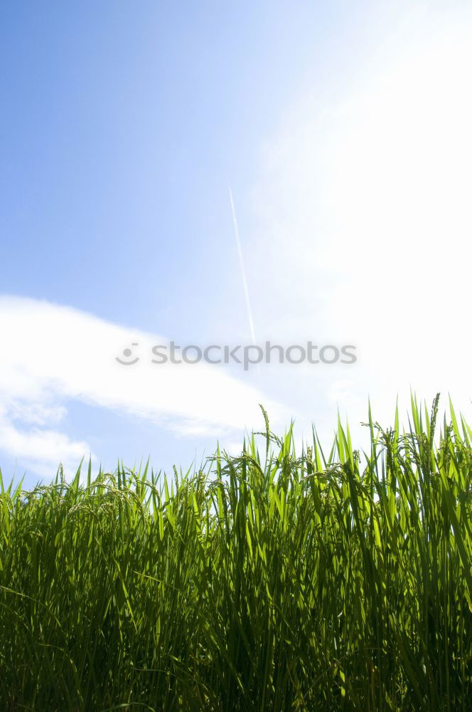 Similar – Image, Stock Photo 000 Love of nature