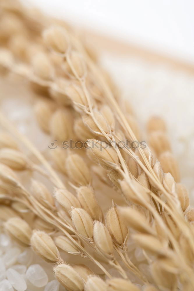 Similar – Image, Stock Photo Why Zen? Wheat Moonlight