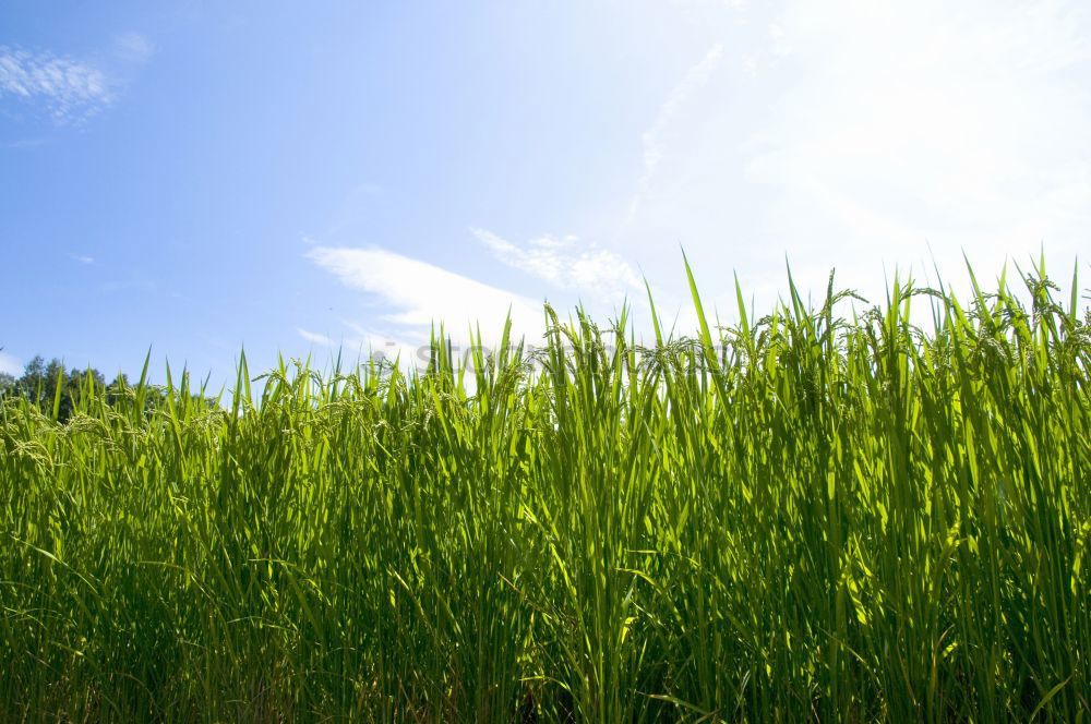 Similar – Image, Stock Photo I can’t see that meadow for all the grass.