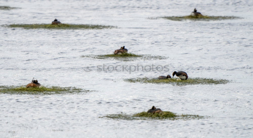 Similar – Foto Bild Angsthase Umwelt Natur