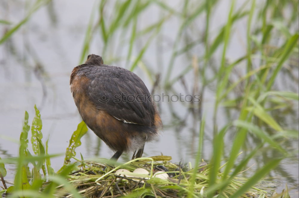 Similar – Image, Stock Photo conductor Nature Animal