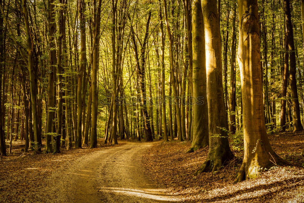 Similar – Foto Bild Waldspaziergang Forstweg