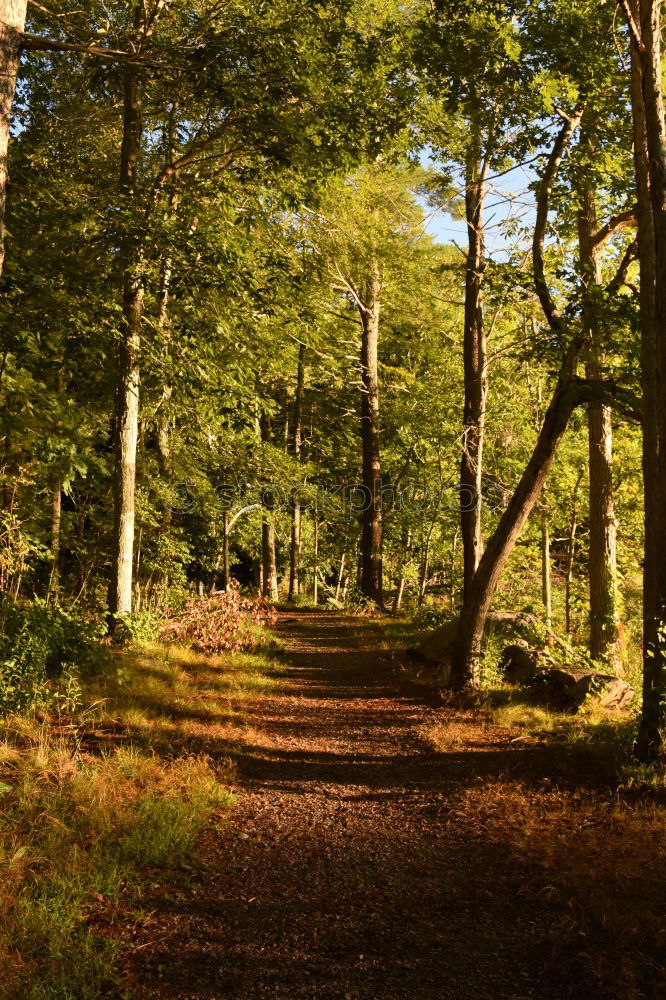 Similar – Ghost forest Nienhagen in autumn