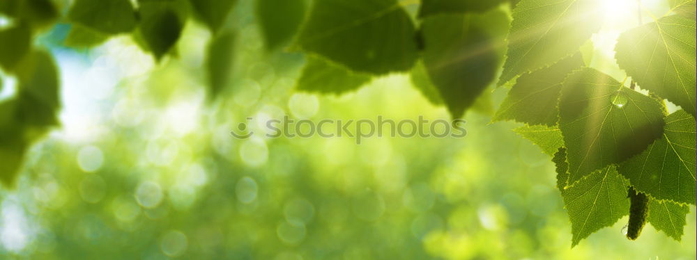 Similar – Image, Stock Photo under the mammoth leaf