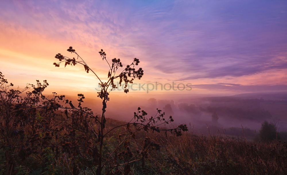 Similar – Image, Stock Photo foggy sunrise over hills with flowering heather