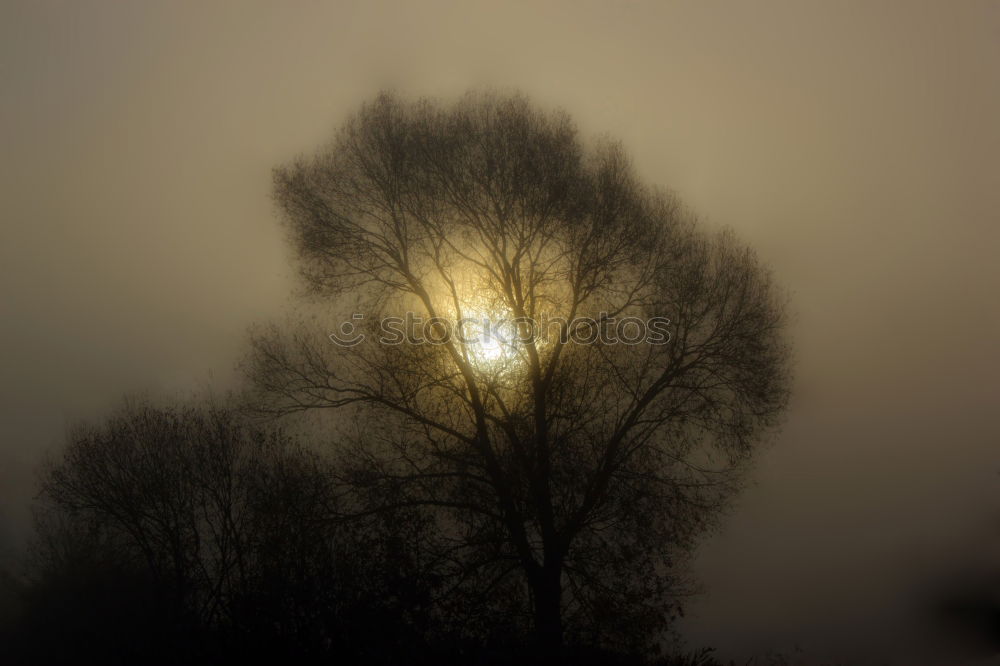 Similar – … Sky Sun Fog Tree Dark