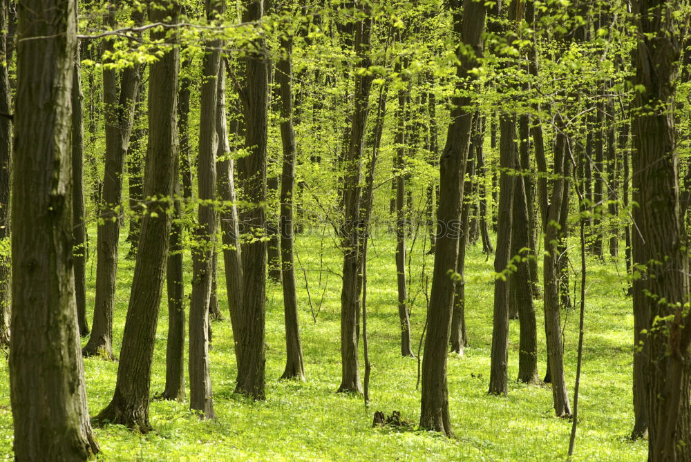 Similar – spring forest Forest