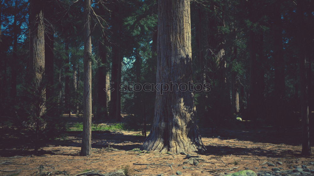 Similar – Image, Stock Photo pines Environment Nature