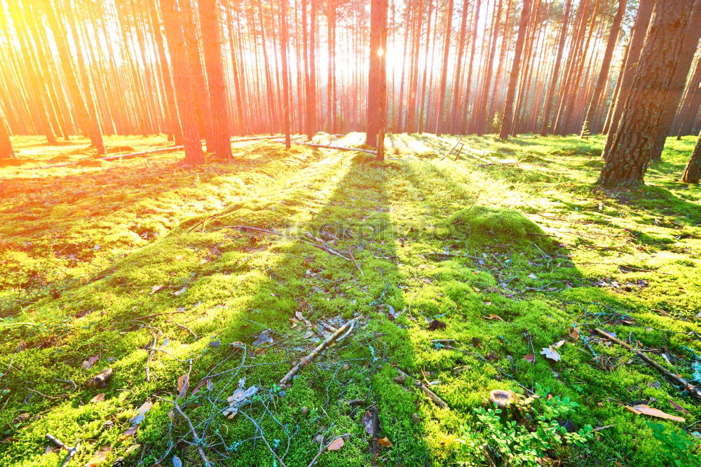 Similar – Forest walk in spring Trip