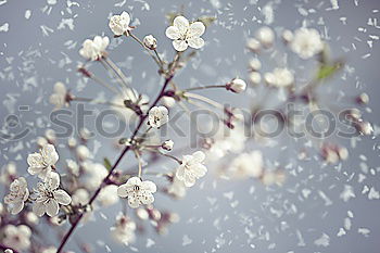 Similar – Image, Stock Photo White origami dove bird hanging on blooming spring plum tree