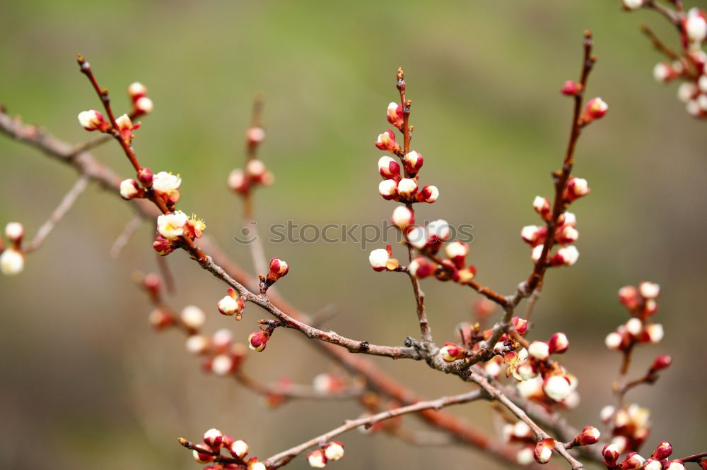 Similar – Image, Stock Photo spring Environment Nature