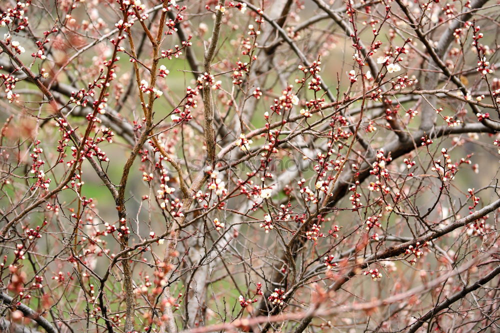 Similar – Image, Stock Photo IV dribbles Plant Elements