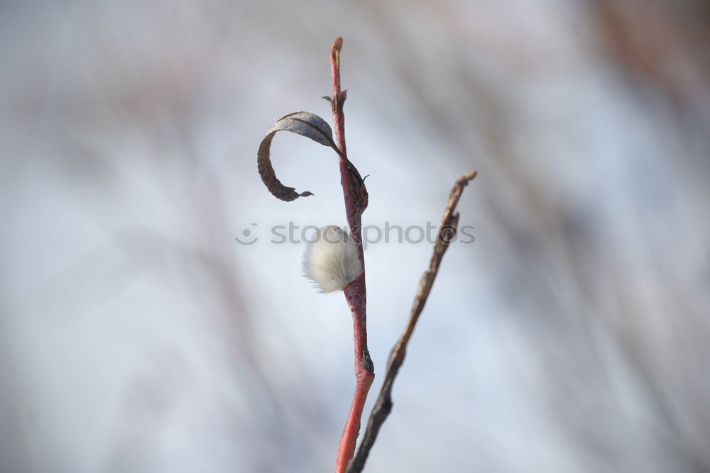 Similar – branch Plant Dry Blossom