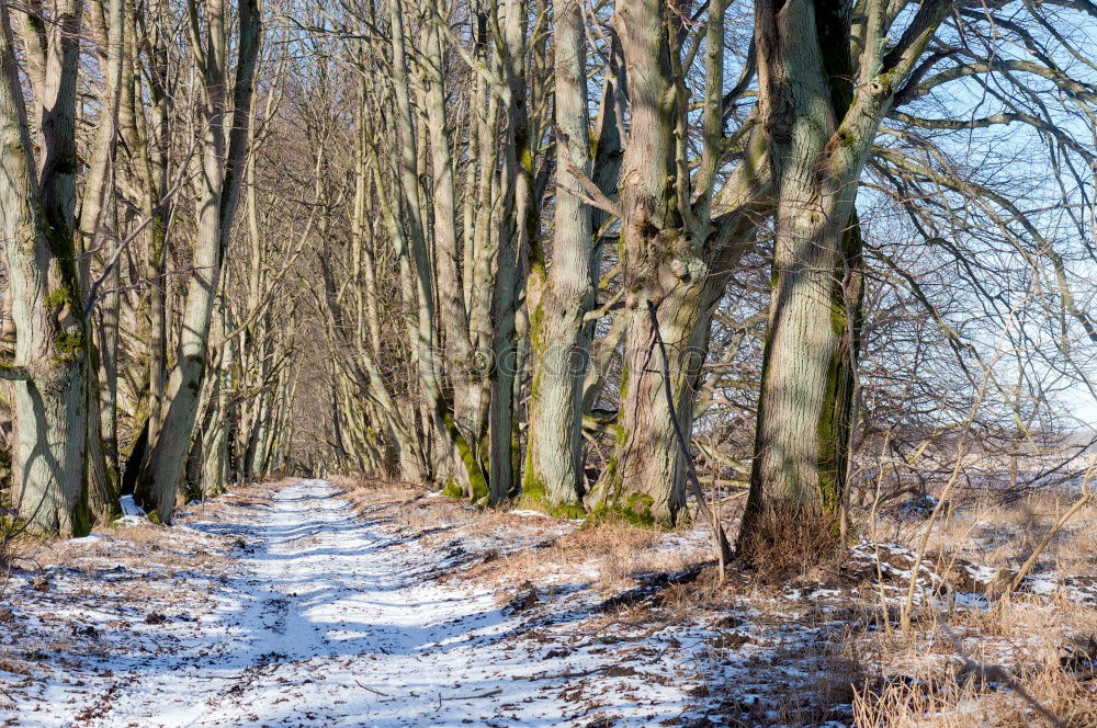 Similar – forest path Environment