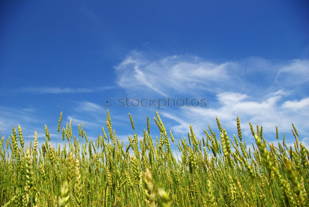 Similar – in the maize field Field