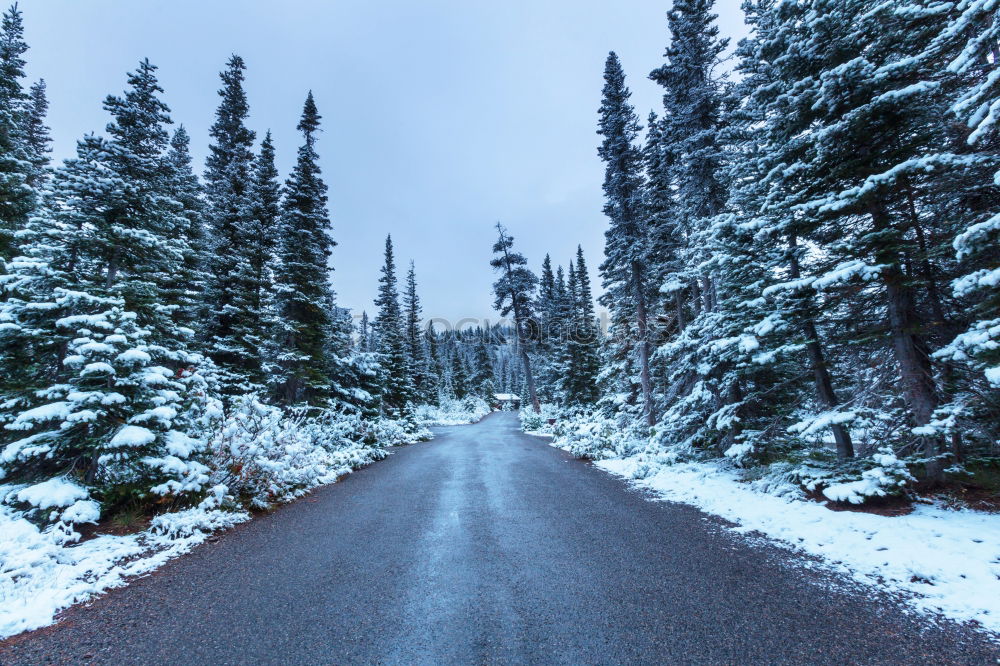 Image, Stock Photo Off roadster in the forest