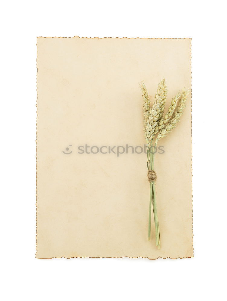 Similar – Image, Stock Photo autumn leaves on vintage background