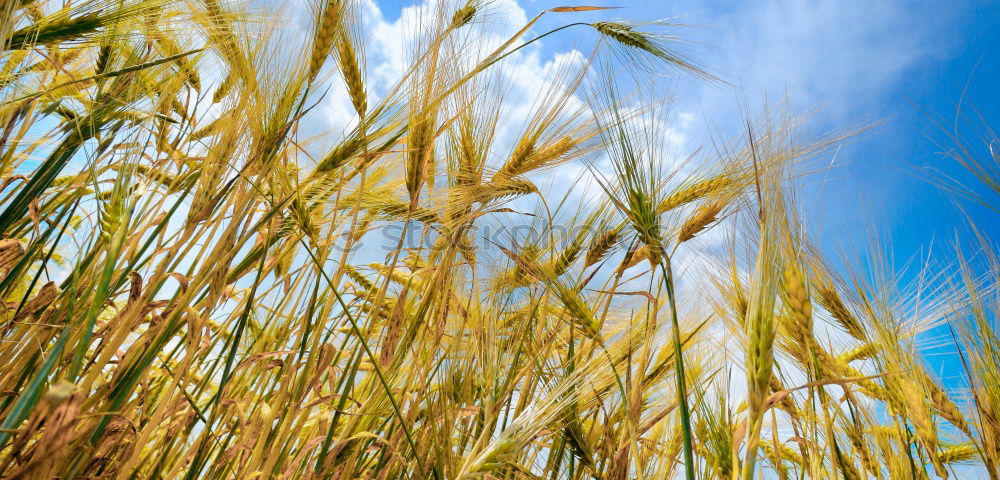 Similar – In Ähren Sommer