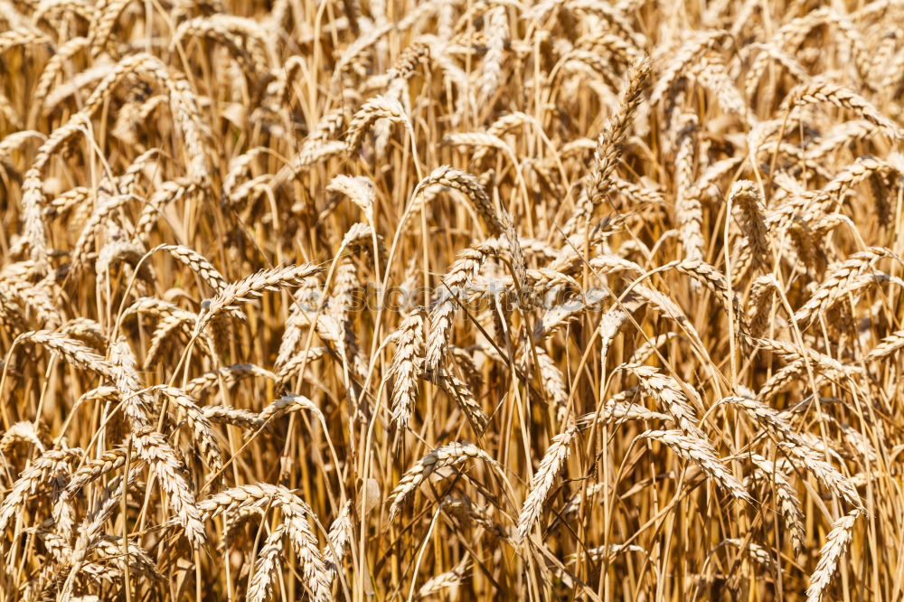 Similar – hay bales Straw