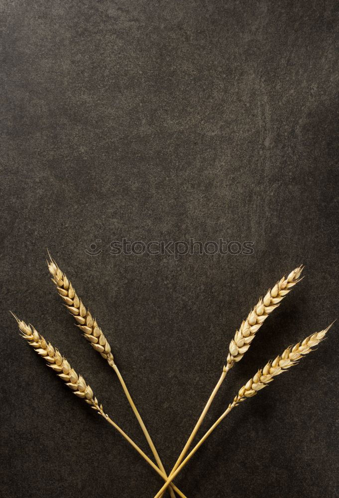 Similar – Image, Stock Photo Studio recording (macro) of a fern (autumnal)