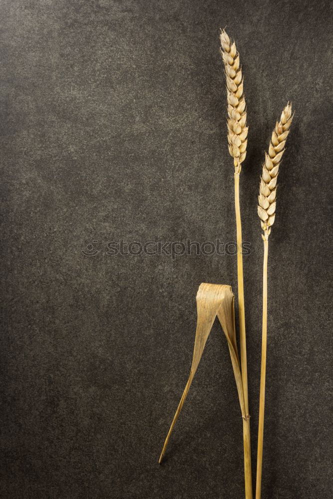 Similar – Image, Stock Photo Studio recording (macro) of a fern (autumnal)