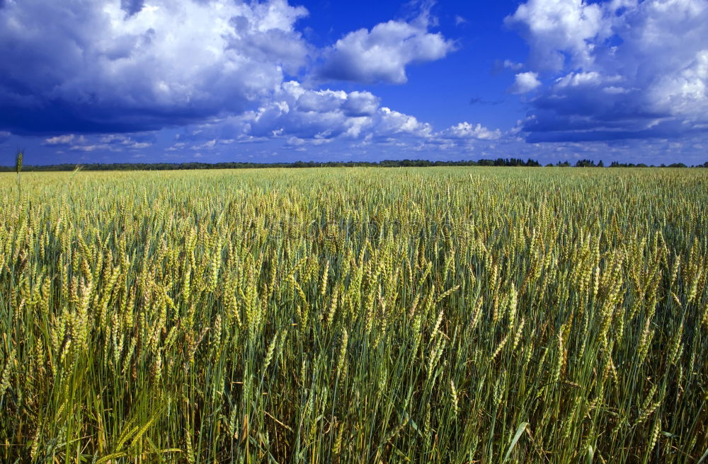 Similar – corntwister Tornado Field