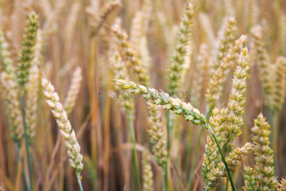 Similar – Image, Stock Photo unripe ears of wheat in a cornfield in front of a grey sky