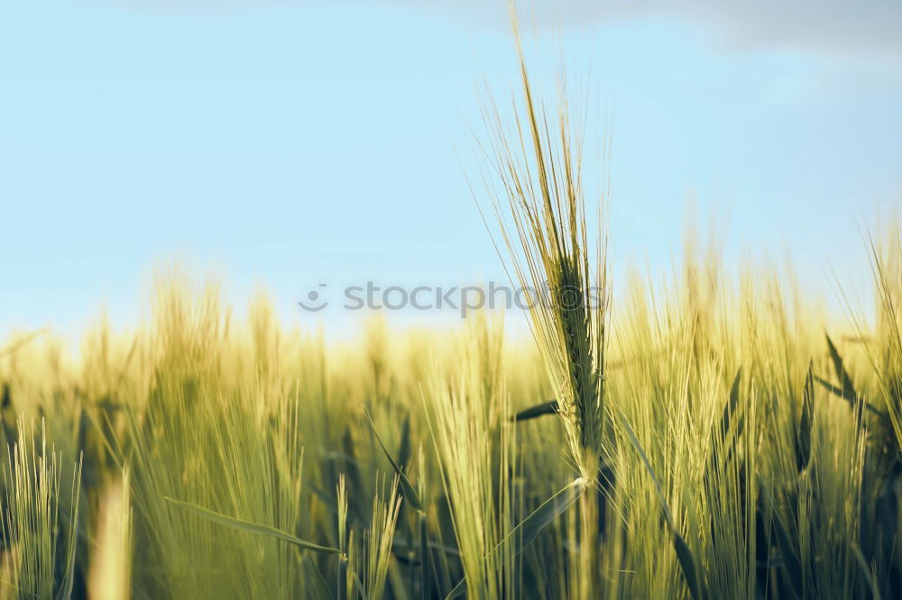 Similar – Image, Stock Photo rye catchers Wheat Rye