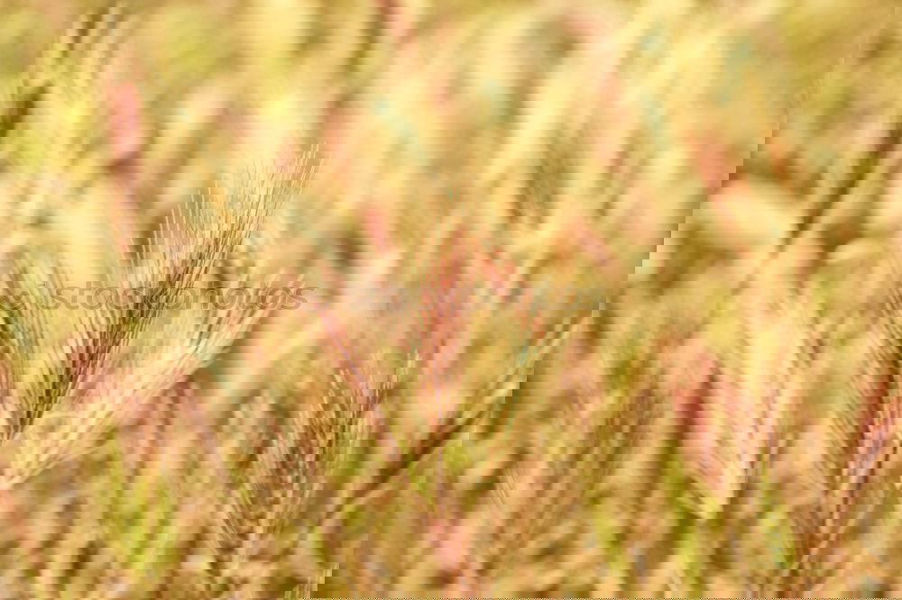 Similar – Image, Stock Photo Travel timeII Bali Ubud