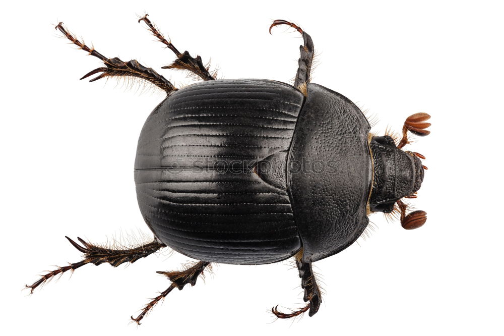 Big Beetle Isolated Image