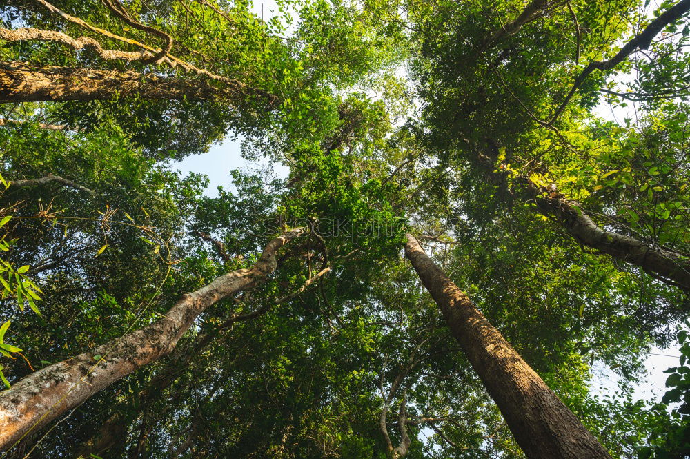 Similar – Image, Stock Photo ascent Environment Nature