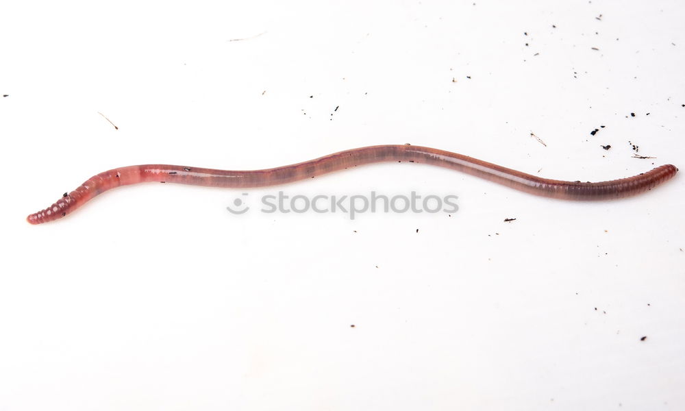 Similar – Blind Snake Nature