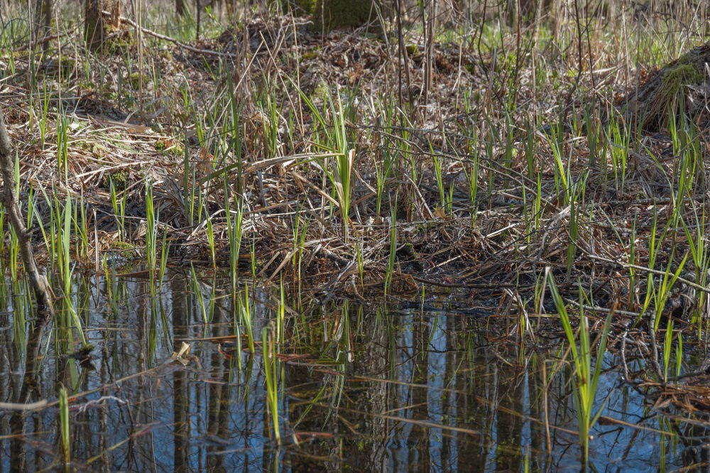 waterways Nature Landscape