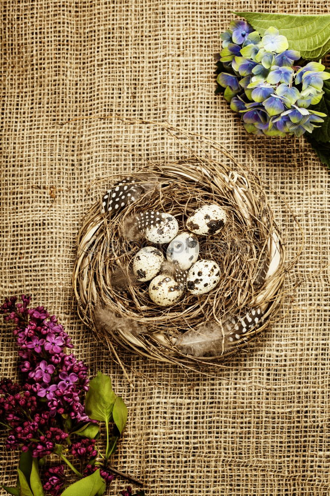 Similar – Pink macaroons and natural flowers on light wooden table