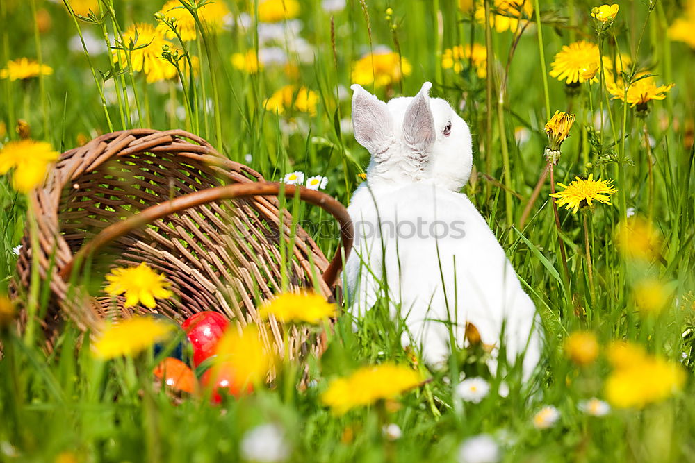 Similar – Image, Stock Photo Purple break Environment